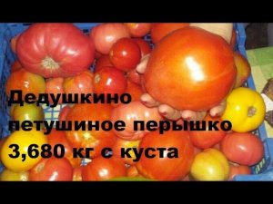 Томат «Дедушкино петушиное перышко» 3,680 кг с куста