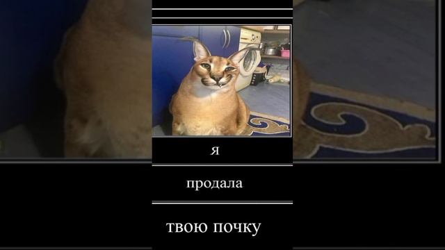 шлепа хочет продать почку смотреть онлайн