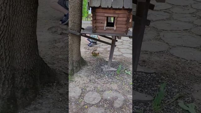 Белочка, белка, дом, домик. Животные, лес