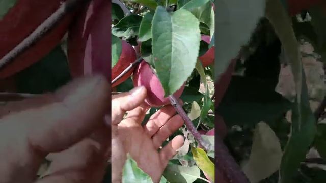 яблоня Дельбар Жюбиле - ценнейший сорт смотреть онлайн