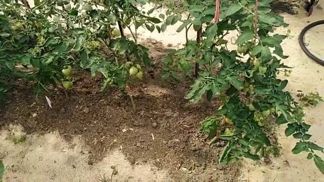 24 июня 2019г. томат УТЁНОК в теплице смотреть онлайн