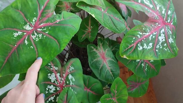 Каладиумы уходят в сон. Как понять и что с этим делать. смотреть онлайн