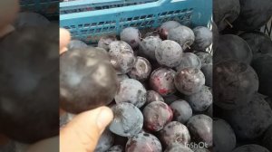 Самый лёжкий сорт диплоидной сливы в мире сорт Анжелино(plum Angelino). Дегустация
