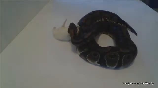 Питон королевский поедает крысу Python regius смотреть онлайн