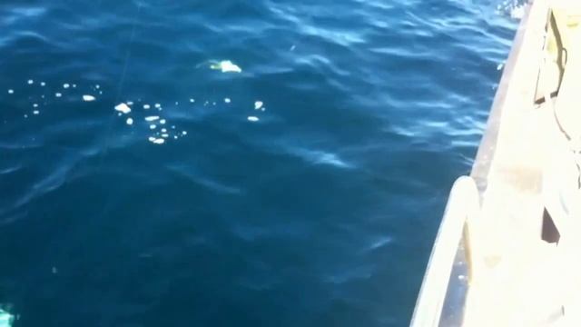 Mental on the cod on Sea-Otter 2 смотреть онлайн
