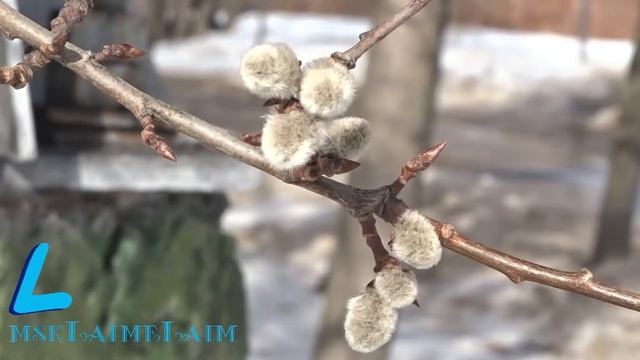 Пришла весна на деревьях набухли почки смотреть онлайн