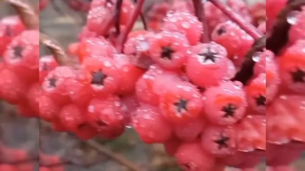 Мария Мутлова Infanta "Уходит осень" feat.Ирина Кудряева