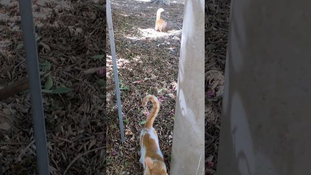 Рыжие котики гуляют и роют ямы 😸 Смешные коты 😻 Red cats walking and dig holes 😹 Funny cats 🐈 Meme смотреть онлайн