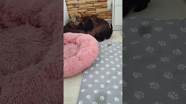 Ура😃нам с мяу,растем,гуляем,радуемся🥰Есть свободные детки Йорка,окрас черный, шоколад, голд смотреть онлайн