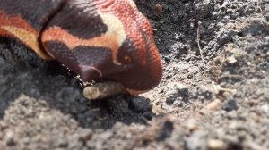 Beasts Of The Mesozoic - Psittacosaurus Stop Motion