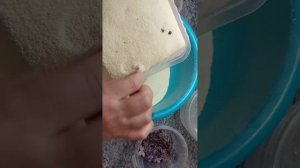 Как сушить сирень. 2 способа сушки СИРЕНИ!! Сухоцветы из сирени своими руками.  Handmade.