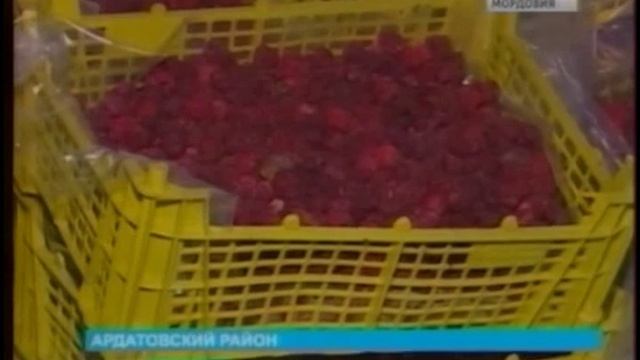 Яблочное пюре из Мордовии популярно в Ульяновской и Нижегородской областях смотреть онлайн