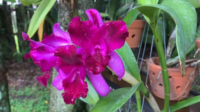 Orchid Garden Update, New Blooms, Garden Walk, & Tropical Storm смотреть онлайн
