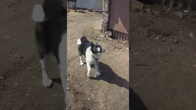 лайка русско европейская.Кучум 6 месецев. смотреть онлайн