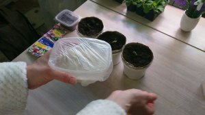 26 марта 2024 года. Огурцы Зозуля пересадили в горшки. Посеяла дыню Колхозница и вьюн Азорина.