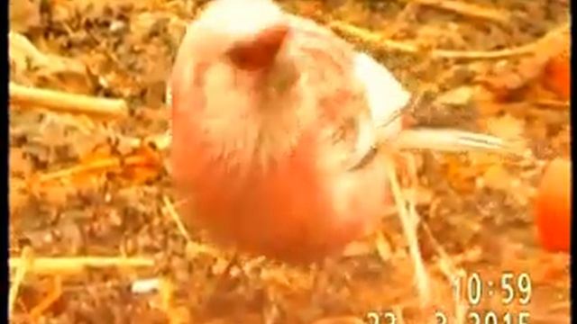 УРАГУС (самец) В МАРТЕ смотреть онлайн