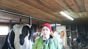 ЧТО ДЕЛАТЬ ПОСЛЕ ОТЁЛА? ОТЁК ВЫМЕНИ! ПОЧЕМУ НЕ ЛЕЧИМ КОРОВУ?