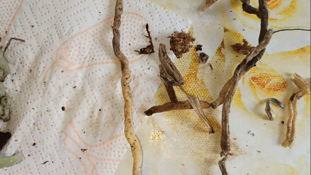 Моя очень ароматная новиночка сорт Rising Sun, multiflora. Пересадка. смотреть онлайн