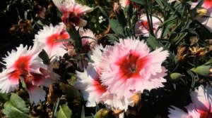 Гвоздика китайская. Очень эффектный сорт. Яркое украшение участка.