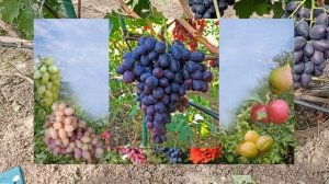 @Новый виноград Торнадо от Калугина В М  Отзыв о винограде