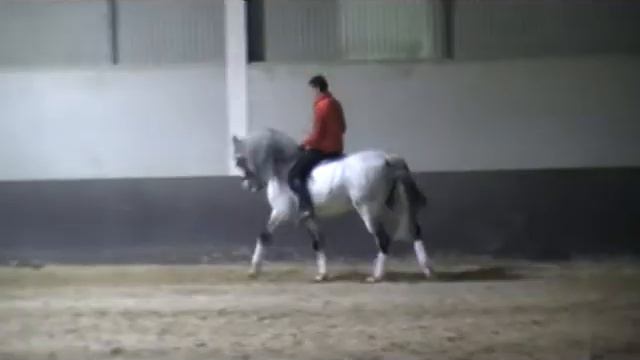 Lusitano 2001 GP Level смотреть онлайн