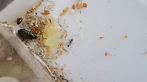 муравьи против зеленого жука и песочного жука 2 часть