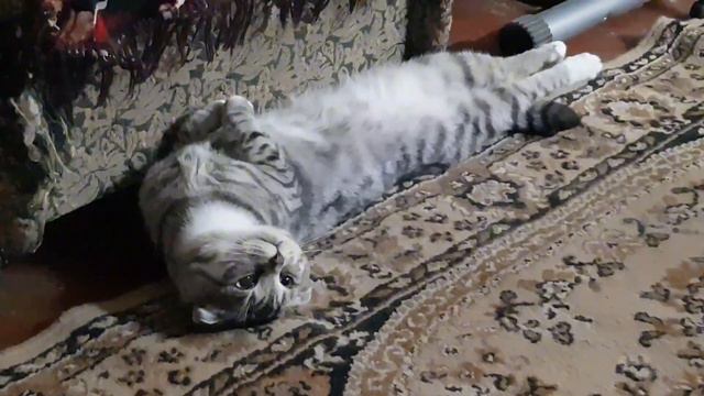 Кот, который любит лежать на спине смотреть онлайн