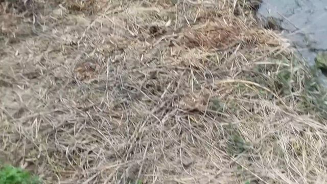 Дикие крысы. смотреть онлайн