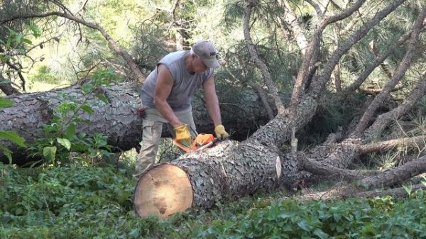 Coocheer 62cc Chainsaw Stihl REVIEW | Win One Free