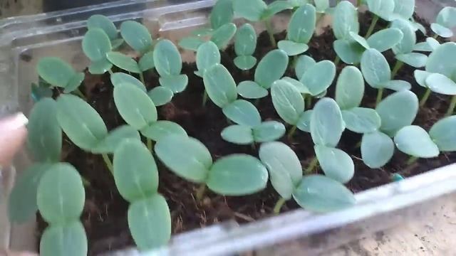 ЖИРНАЯ РАССАДА С ТОЛСТЫМИ СТВОЛАМИ ЗА 5 ДНЕЙ смотреть онлайн