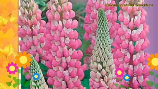 Люпин Чателайн. Краткий обзор, описание характеристик lupinus polyphyllus Chatelayn смотреть онлайн