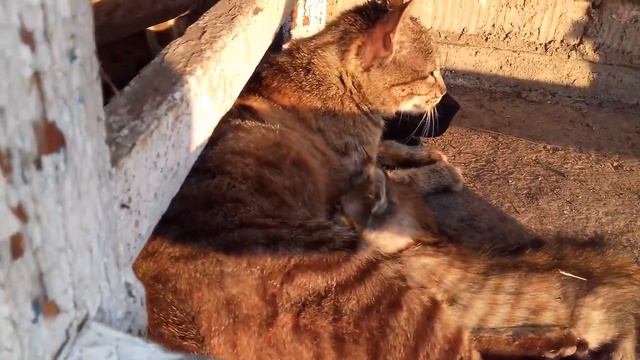 Я совсем запутался в котятах и кошках! Кто - чей? 😕🐱 смотреть онлайн