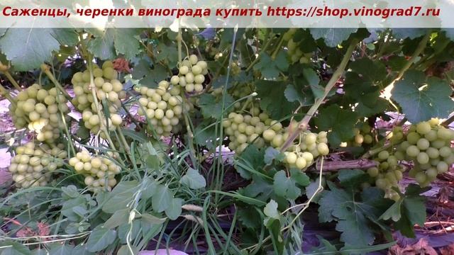 Пузенко Наталья Лариасовна, виноград для всех