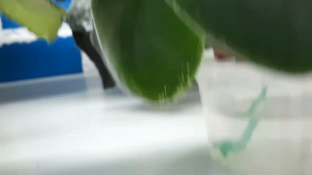 13 декабря 2020 "Зимние фиалочные квартиры" смотреть онлайн