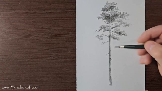 как нарисовать дерево как рисовать деревья карандашом смотреть онлайн