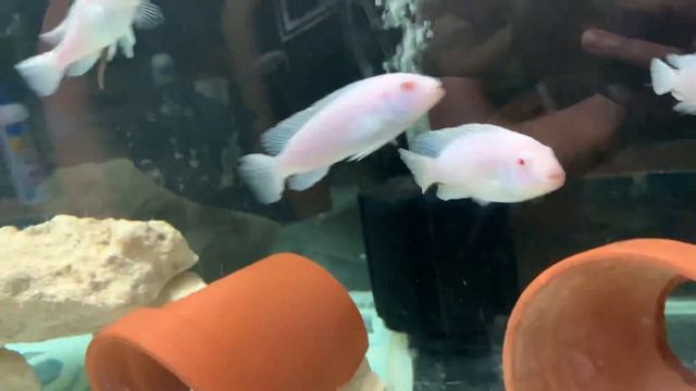 SNOW WHITE CICHLID PSEUDOTROPHEUS SOCOLOFI (ALBINO PINDANI) смотреть онлайн