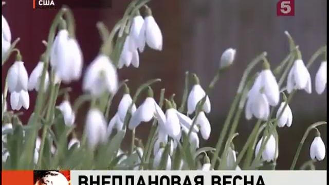 В Нью-Йорке расцвели подснежники.mp4 смотреть онлайн