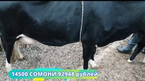 МОЛ БОЗОРИ ДУШАНБЕ ГОВИ ШИРТЕ 18.12.2019 ленинский район Душанбе