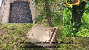 Как пересадить пойманный рой в улей и сформировать гнездо пчёл.