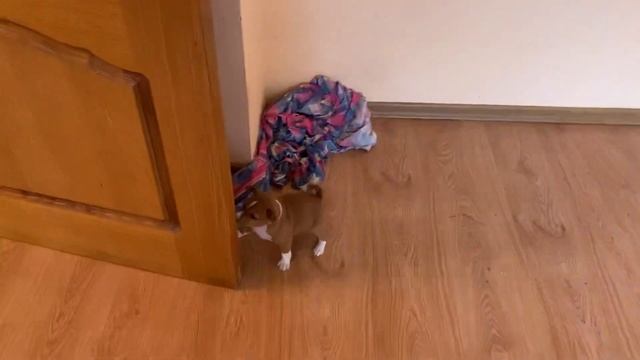 Щенки Басннджи. Играют день 28. смотреть онлайн