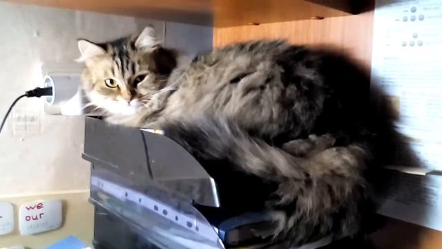 Кошка лежит на полке. смотреть онлайн