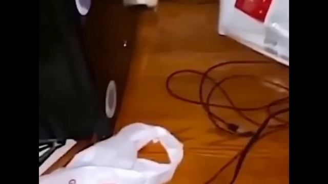 Приколы с котами! С ОЗВУЧКОЙ! СМЕШНЫЕ КОТЫ 2023! Самые смешные животные - Я РЖАЛ ДО СЛЕЗ! смотреть онлайн