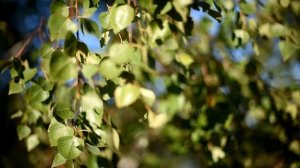 ФУТАЖ БЕРЁЗЫ