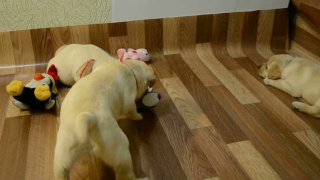 Палевые щенки лабрадора www.bull-mastiff-dog.com смотреть онлайн