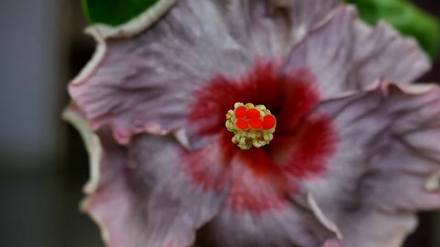 Taiwan Hibiscus 🌺 ID: CCH Descending Angel 🌺 Hybridizer: Chan Chia-Hao #hibiscus смотреть онлайн