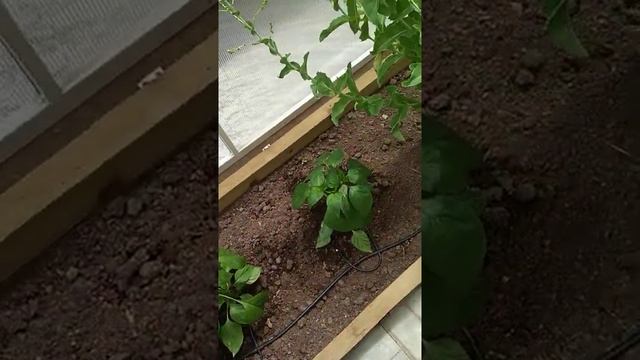 Система капельного полива АкваДуся смотреть онлайн