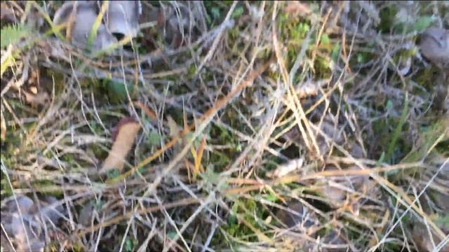 Рядовка Серая землистая , мышата (Tricholoma terreum),отличные по качеству грибы!!! смотреть онлайн