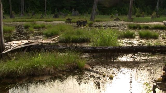 Forest Wetland. Лесное болото (2469sp) смотреть онлайн