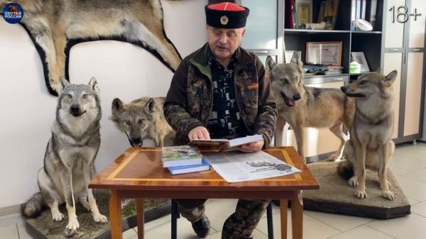 Что сотворили волки?! Ночная охота на волка и шакала.