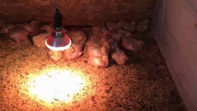 Посёлок Змиёвка // МУЖ КОММЕРСАНТ// БЕССОННЫЕ НОЧИ //драчливые петухи, перепёлки и др. смотреть онлайн